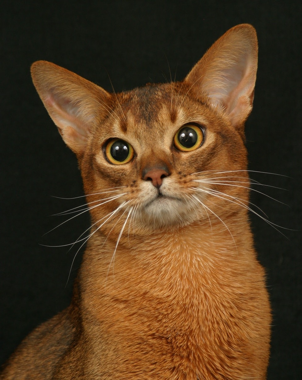 Abyssinian+Cat+Breed++%2830%29.jpeg